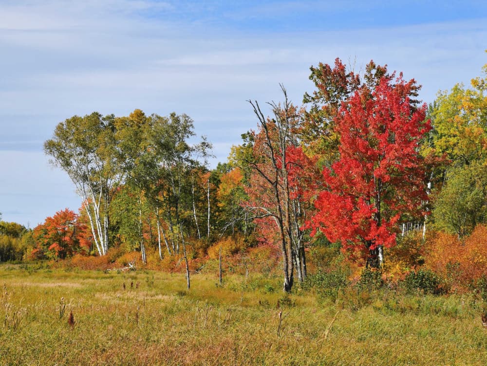 Chippewa National Forest